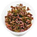 Rotala rotundifolia "Singapore" - in Vitro