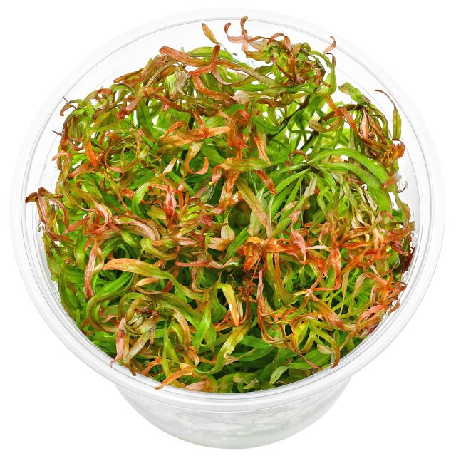 Ludwigia inclinata var. verticillata 'Meta' - in Vitro