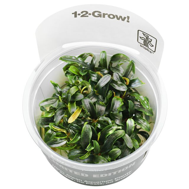 Bucephalandra sp. "Mini Needle Leaf"