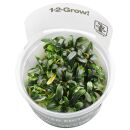 Bucephalandra sp. "Mini Needle Leaf" - 1-2-GROW!