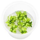 Anubias barteri var. nana Pangolino Green Tea - in Vitro