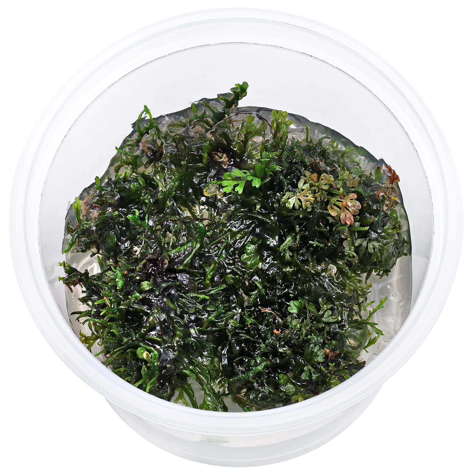 Bolbitis heteroclita 