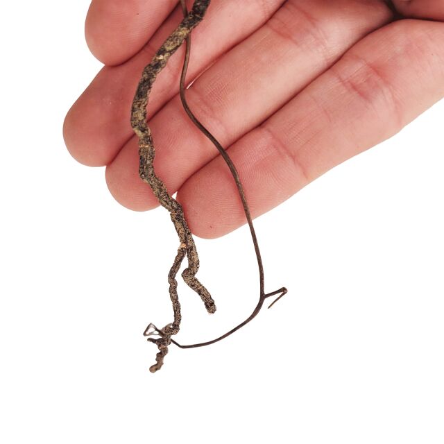 WIO - Roots - Mini Root