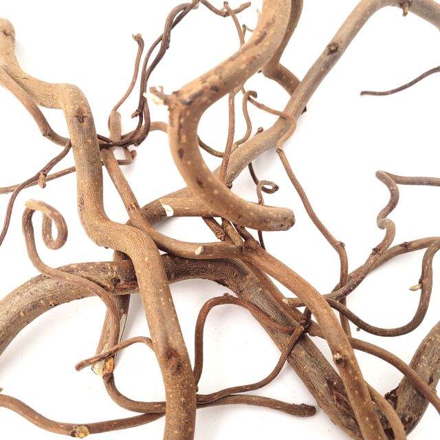 WIO - Roots - Twisted Root