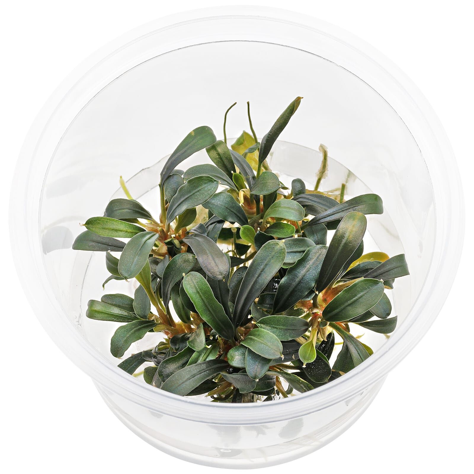 Bucephalandra sp. "Aqua Artica"