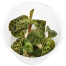 Macodes petola - in Vitro