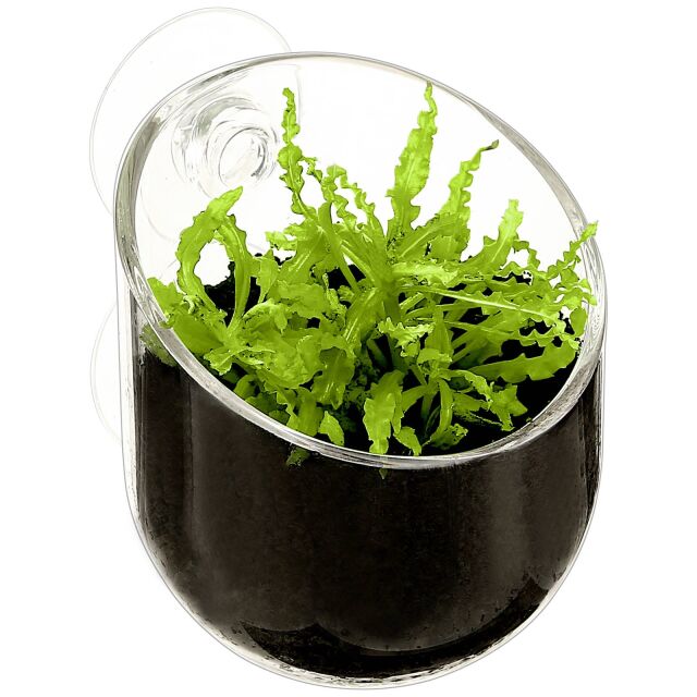 Aquasabi - Plant Pod - B-Ware