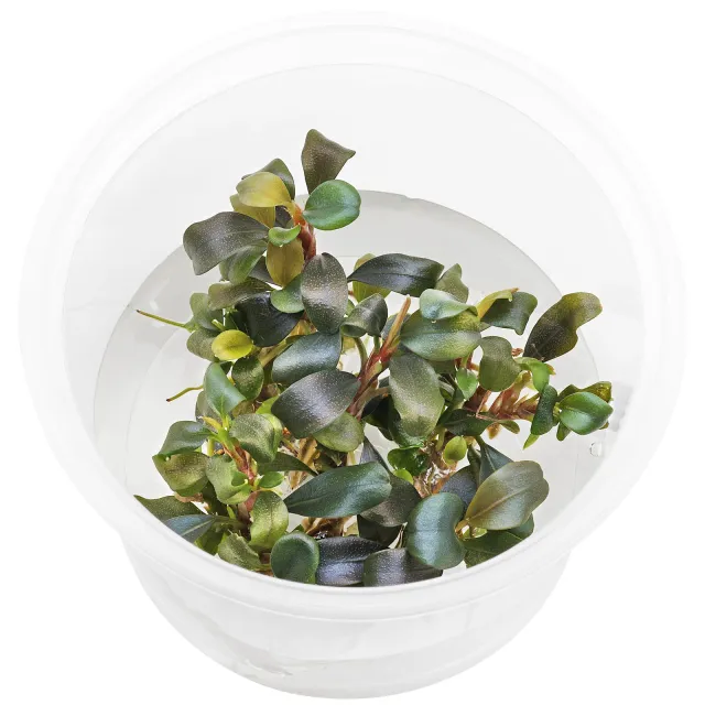 陰性水草 Bucephalandra motleyana 名前はまだない Bucephalandra