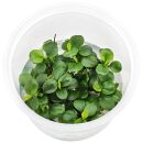 Anubias barteri var. nana Mini Coin - in Vitro