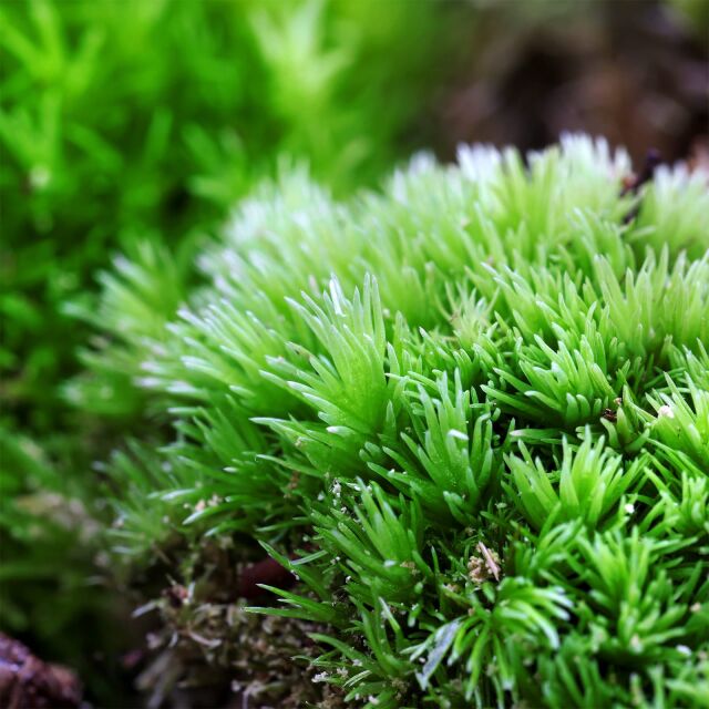 Bollenmoos f&uuml;r Terrarium