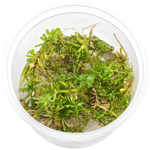 Rotala rotundifolia &quot;Periya&quot;