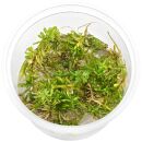 Rotala rotundifolia "Periya" - in Vitro