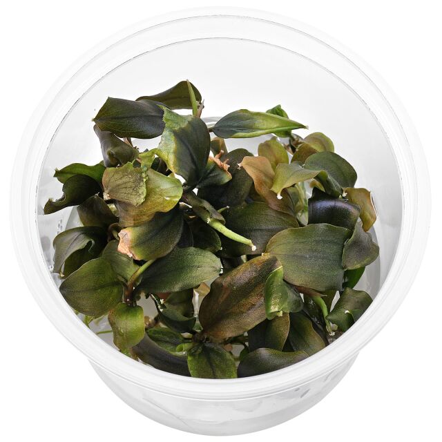 Bucephalandra sp. "Nanga Pinoh"
