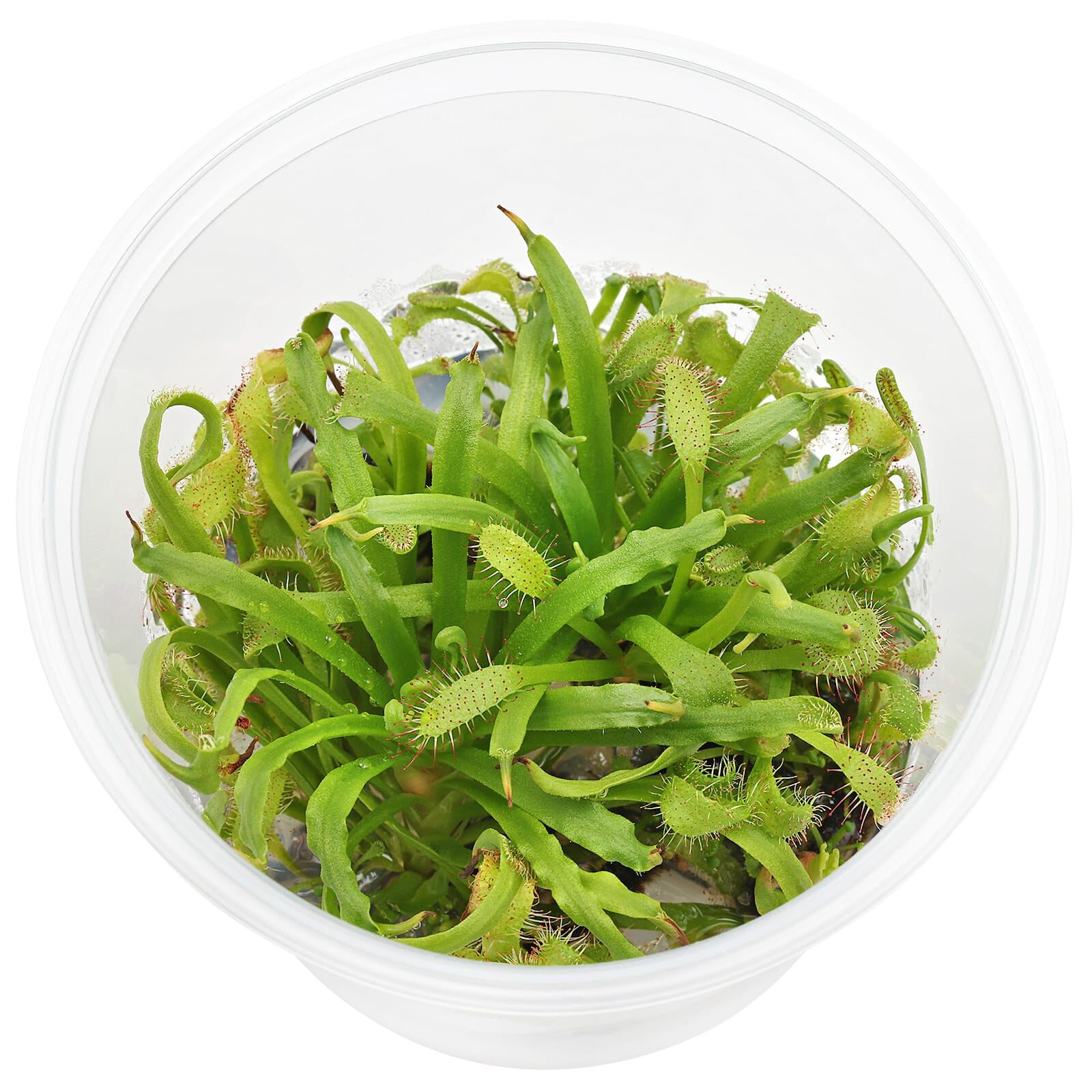 Drosera capensis Aquasabi Aquarium Shop
