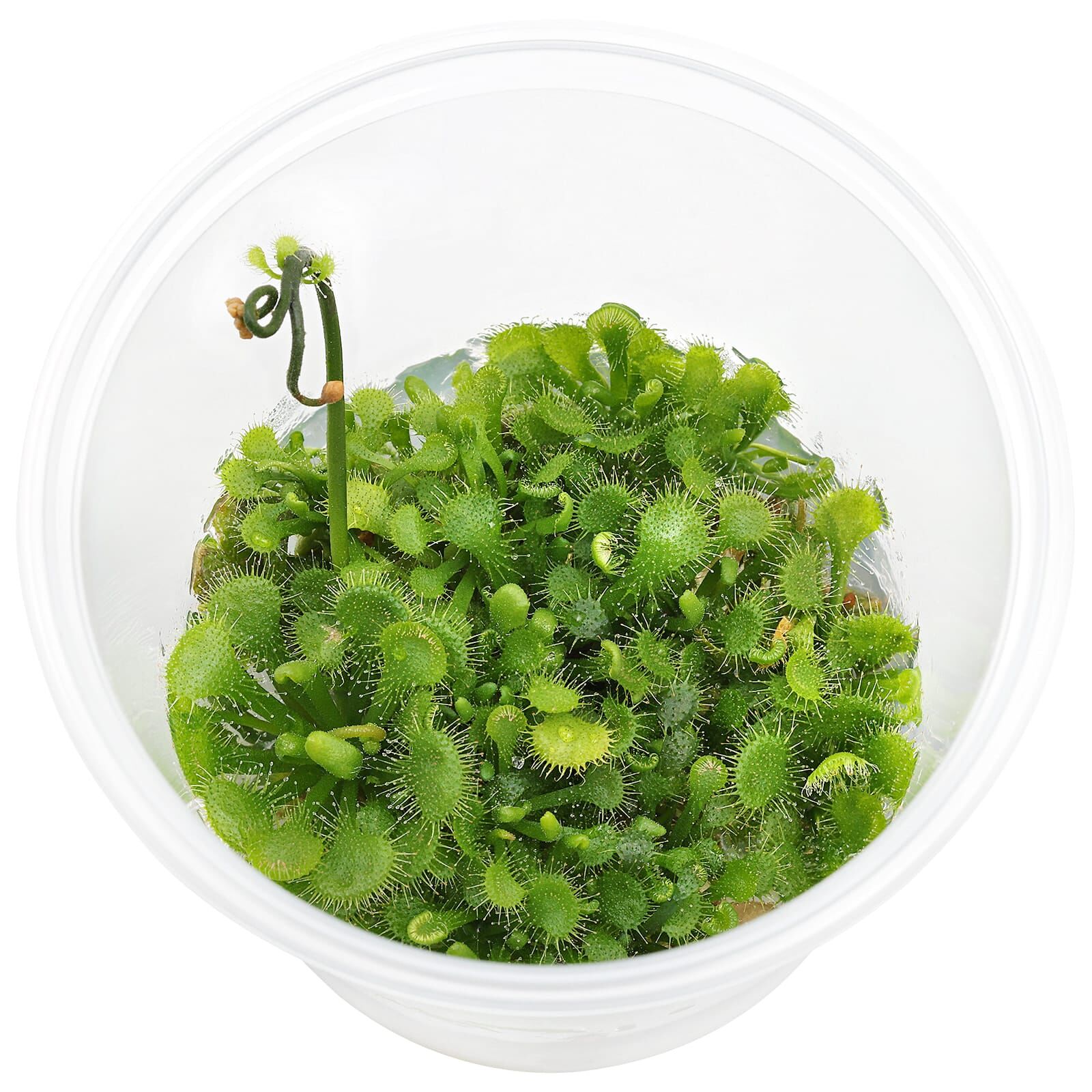 Drosera spatulata in Vitro Aquasabi Aquarium Shop