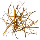 WIO - Roots - Amber Root - 10-40 cm - 140 g