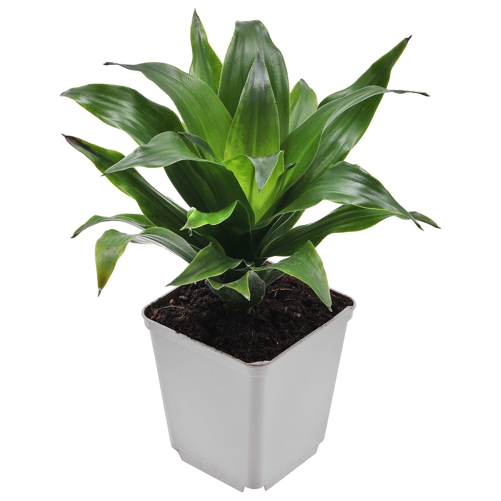 Dracaena fragrans Topf L Aquasabi Aquarium Shop