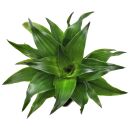Dracaena fragrans Compacta