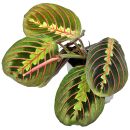 Maranta leuconeura Fascinator