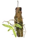 Dendrobium anosmum Alba