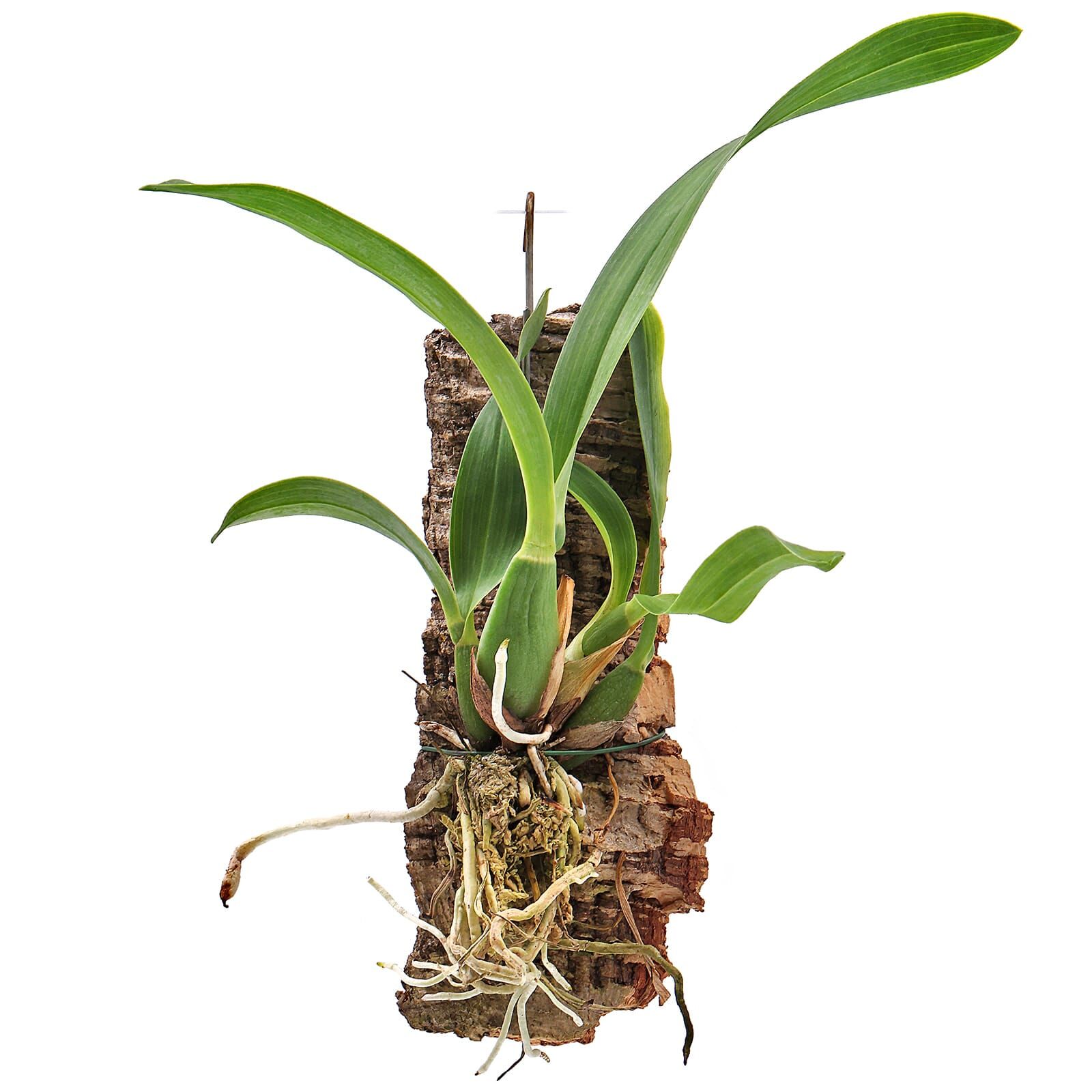 Prosthechea vitellina