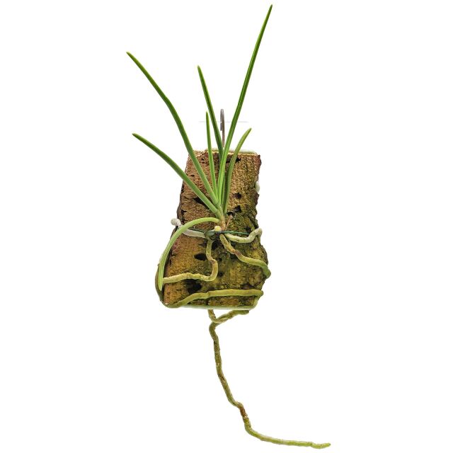 Holcoglossum rupestre