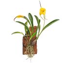 Masdevallia BellaVallia