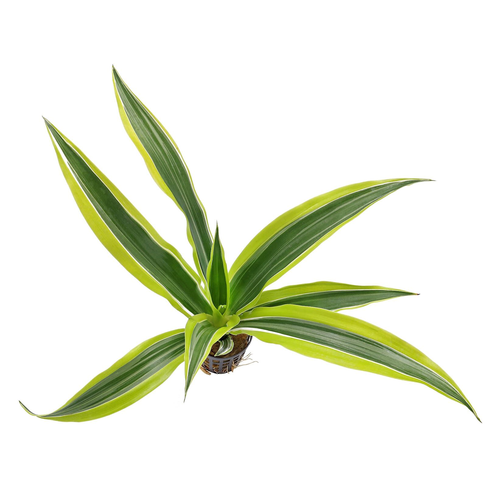 Drachenbaum, Glücksbambus, Dracaena sanderiana