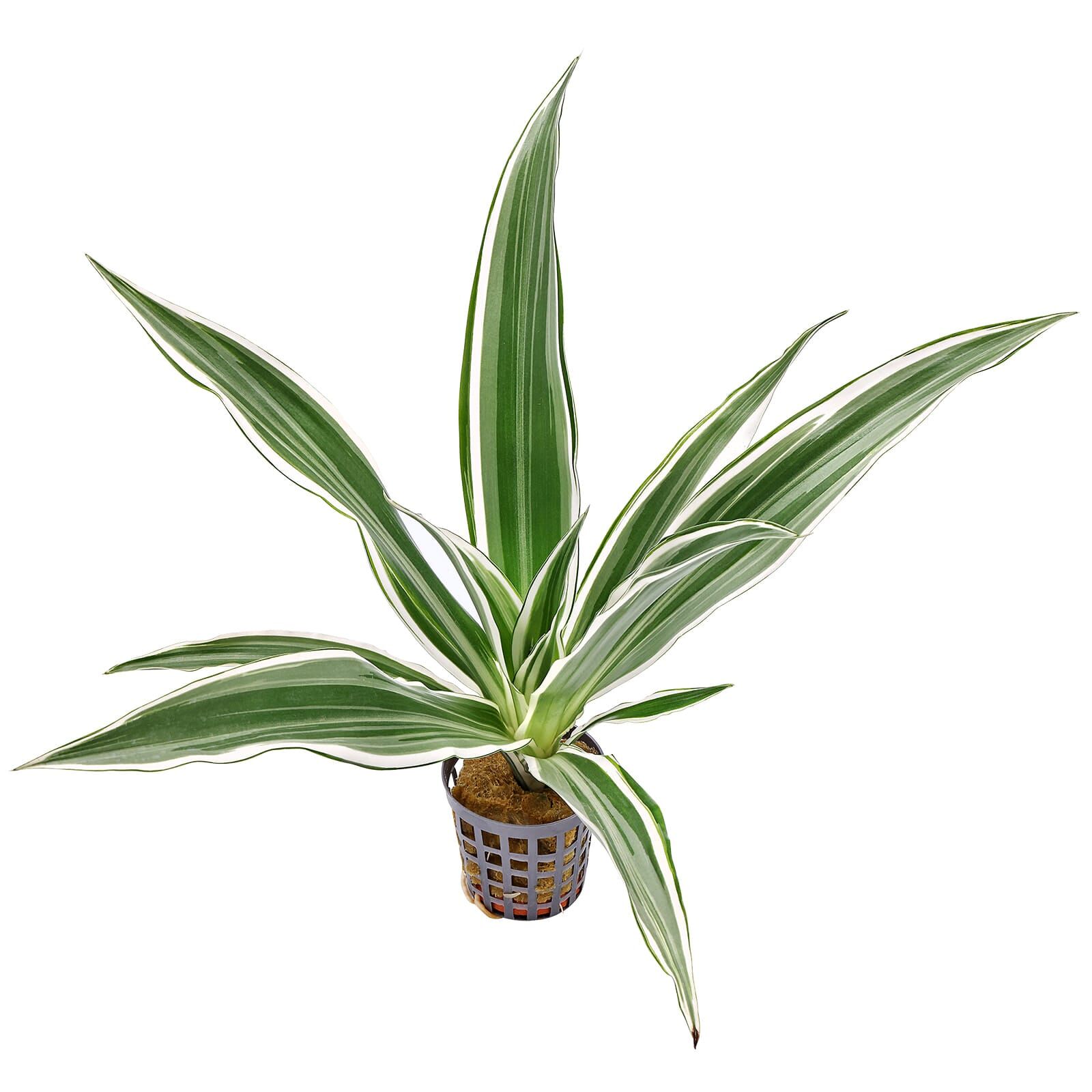 Dracaena sanderiana 'White'