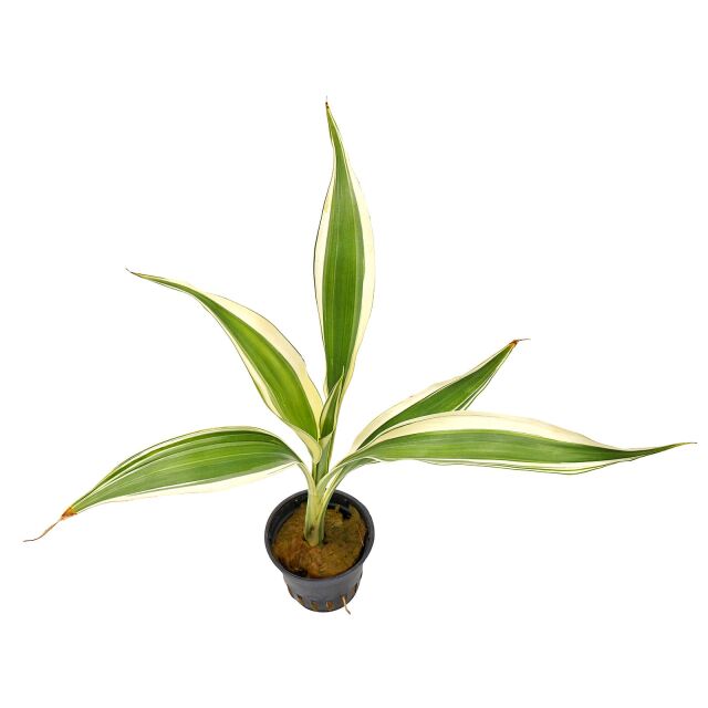 Dracaena sanderiana 'White'