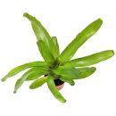 Neoregelia Fireball