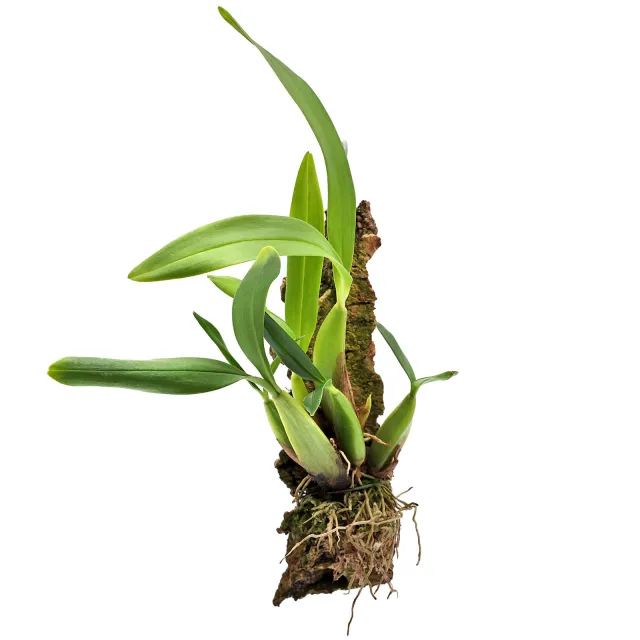 Bulbophyllum falcatum var. bufo - Single Plant