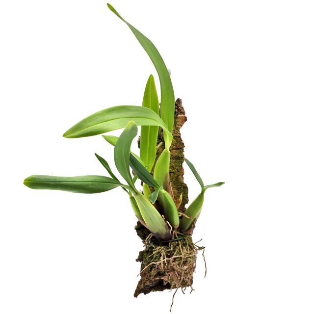 Bulbophyllum falcatum var. bufo