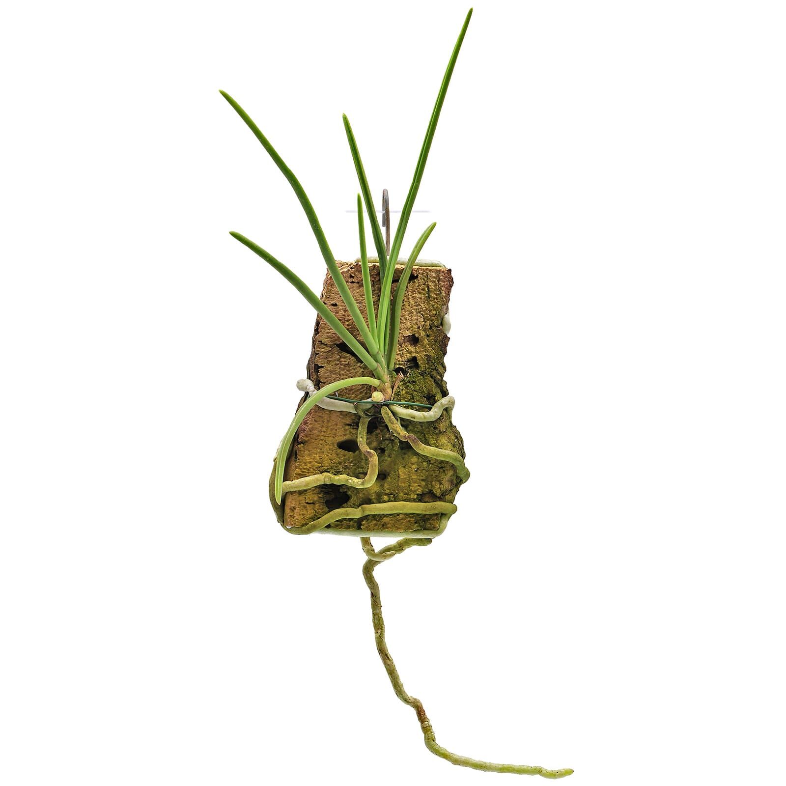 Holcoglossum rupestre