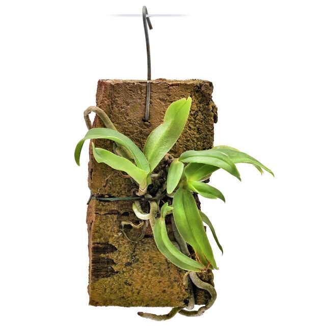 Trisetella hoeijeri × tenuissima
