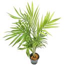 Chamaedorea elegans - Topf