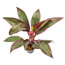 Cordyline fruticosa Red Edge - Topf