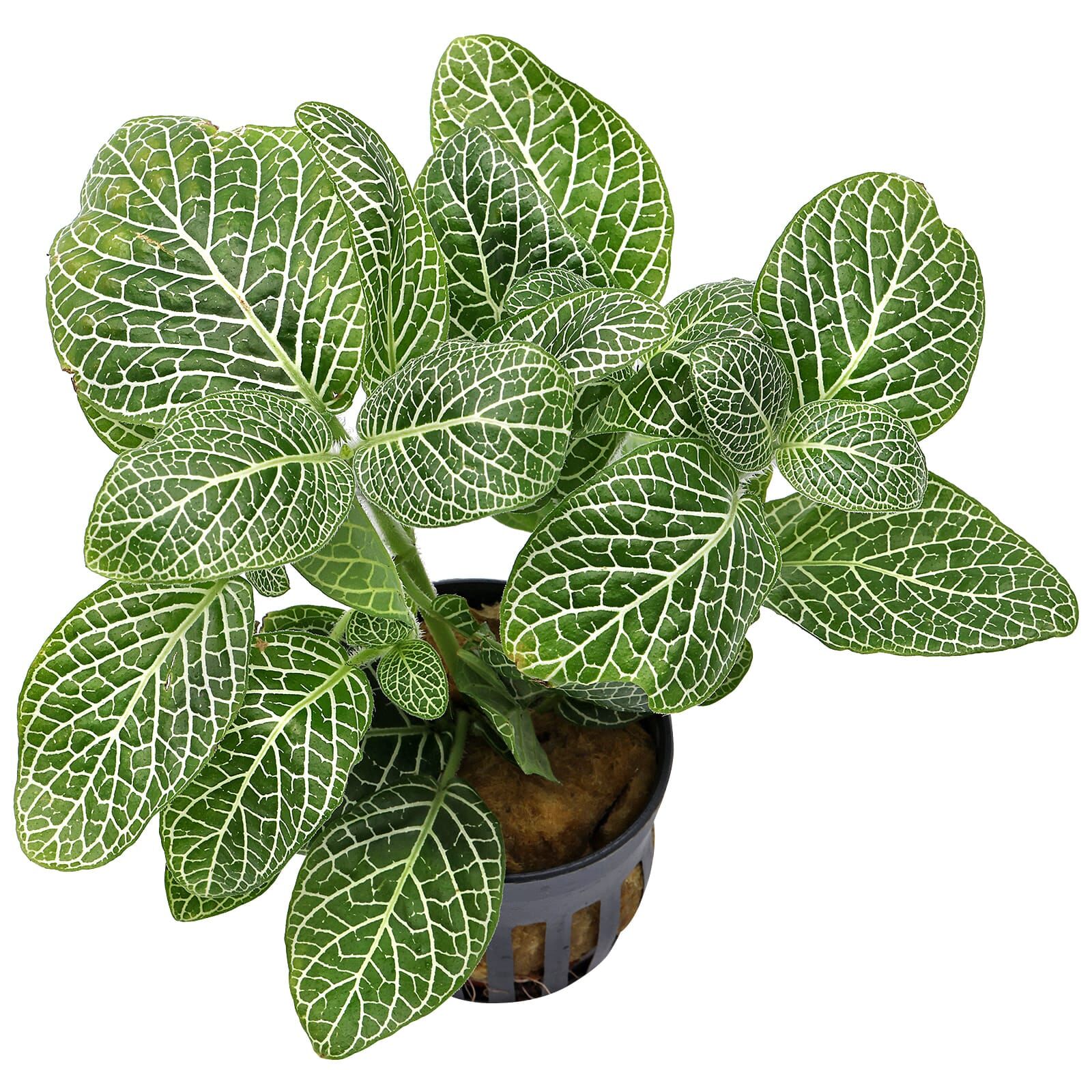 Fittonia albivenis 'White Dwarf'