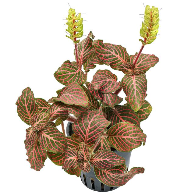 Fittonia albivenis &quot;Red&quot;