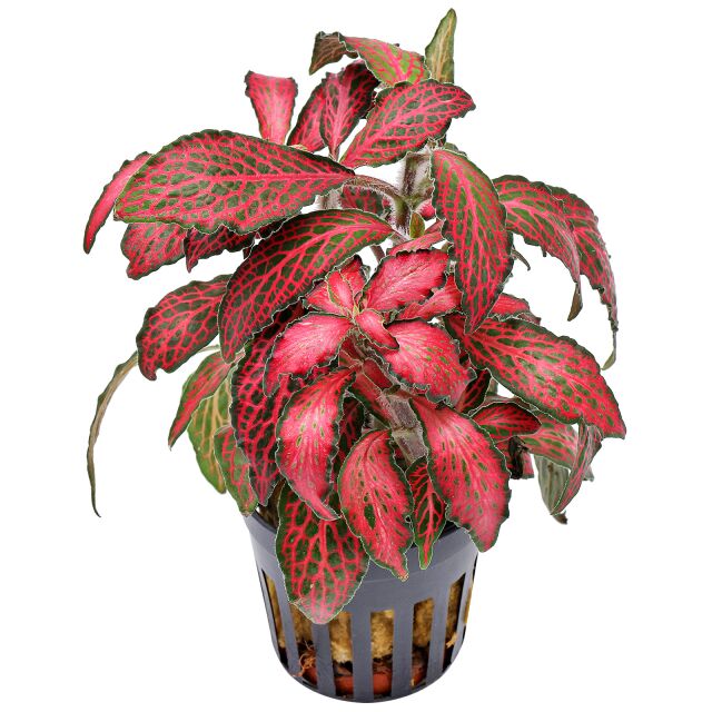 Fittonia albivenis 'Forest Flame'