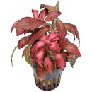 Fittonia albivenis Forest Flame - Topf
