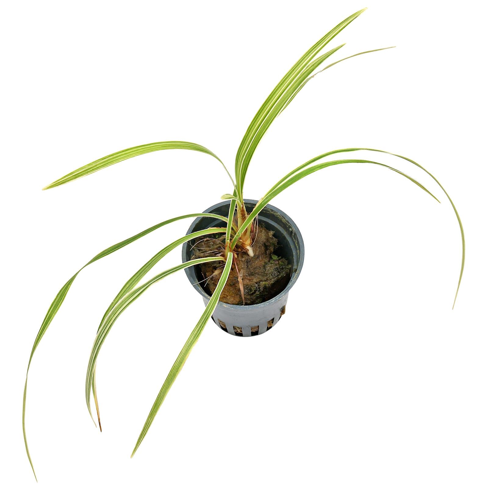 Ophiopogon japonicus 'Variegatus' Aquasabi Aquarium Shop