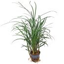 Ophiopogon japonicus - Topf