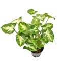 Syngonium podophyllum Pixie - Topf