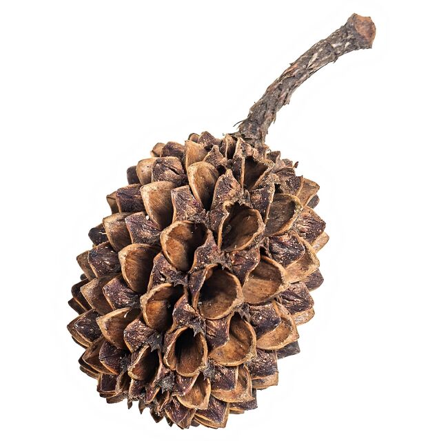 ARKA - myScape - Casuarina Cones - 50x