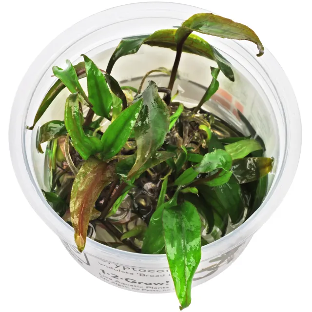 Cryptocoryne undulata 'Broad Leaves' - 1-2-GROW!