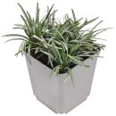 Ophiopogon japonicus Minor Variegata