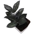 Zamioculcas zamiifolia Raven