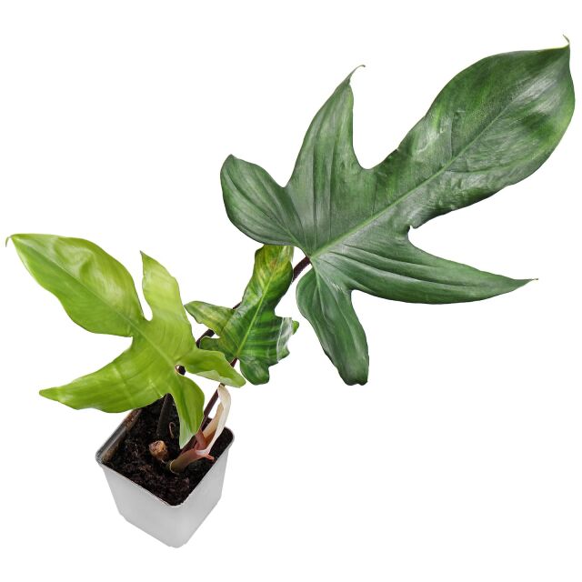 Philodendron 'Florida Green'