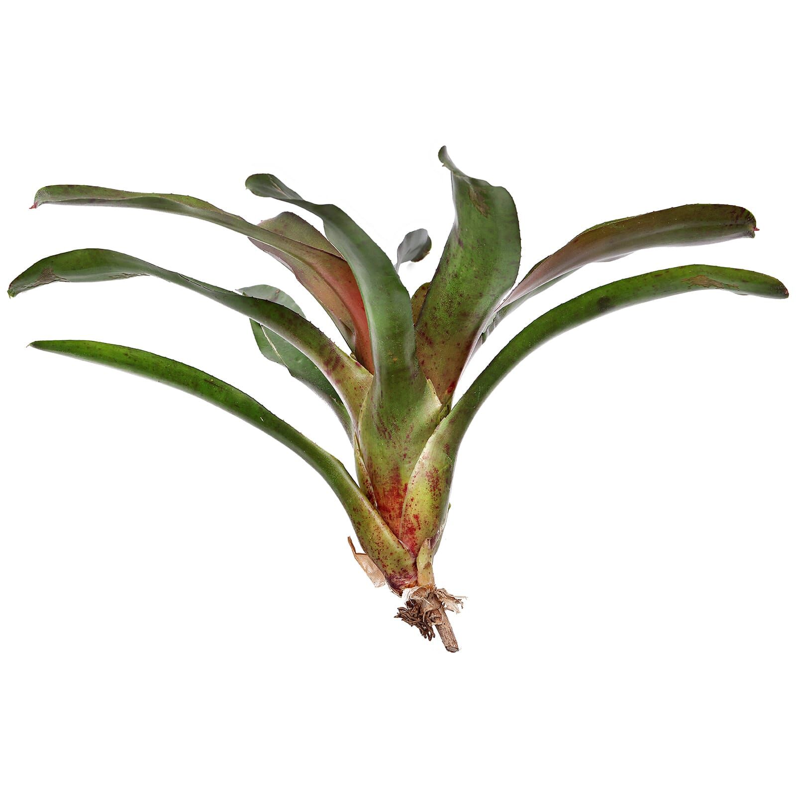 Neoregelia 'Astra' Einzelpflanze Aquasabi Aquarium Shop
